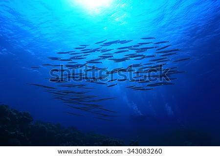 school of fish in the sea Underwater Royalty-Free Stock Photo #343083260