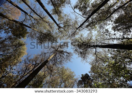 Trees branches look up autumn background