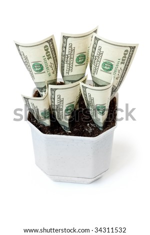 Money grows in a flowerpot isolated on white