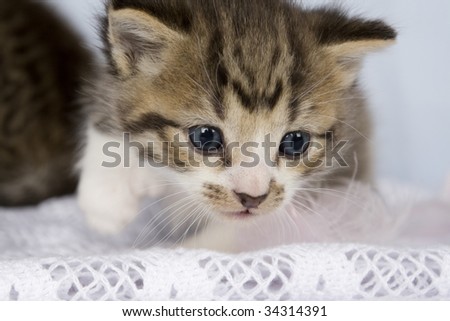 kitten looking