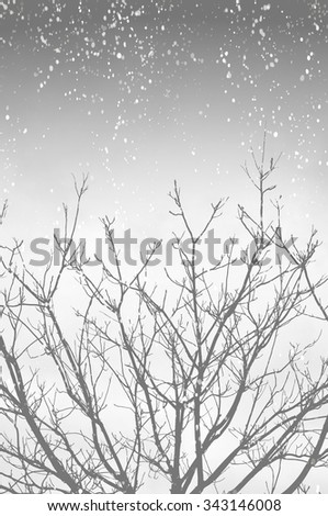 Tree without leaves during the snowfall