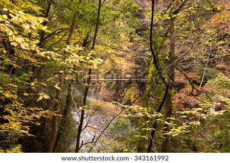 Autumn leaves in the mountains, near river and bridge