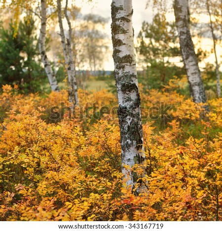 Birch tree and the Autumn bushes