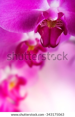 Purple orchid flower background. Macro photo
