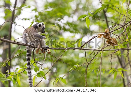 Cute baby lemur standing on a tiny branch tree in a green jungle background in Madagascar