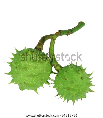 two chestnuts on white background