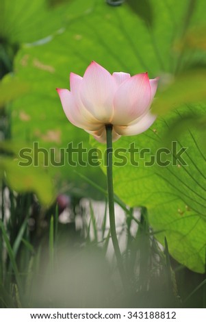 Lotus flowers are present in many parts of the world Natural living conditions of it are lakes and marshes in Vietnam have few but the most common type of shower is kind pink flowers