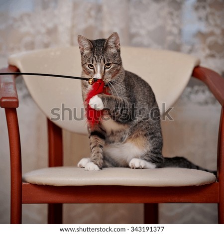 The striped domestic cat plays with a toy on a chair.