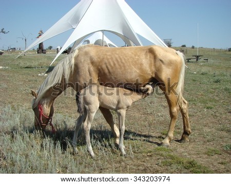 Mare feed foal