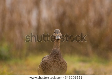 Female duck