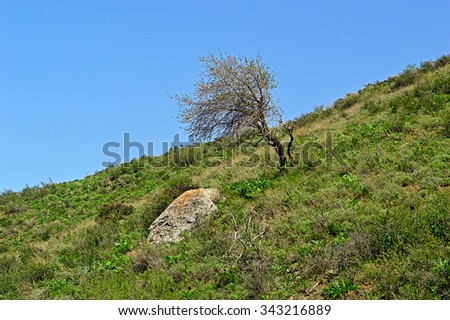 Tree in the mountains, Mountain Range Katran, Kadamzhay area, Kyrgyzstan