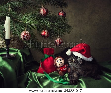 Christmas composition with cat
