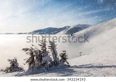Trees covered with hoarfrost and a snow in mountains
