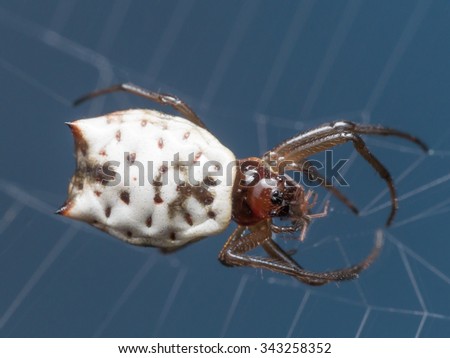 White Micrathena Spider (Micrathena mitrata) Hangs in Web and eats smaller spider. This strange looking orb weaving spider is very small and is often found in parks and forests