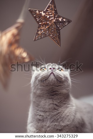 Sweet funny cat watching at christmas star decoration