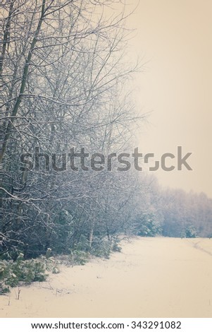 winter white  trees with  snow, retro toned