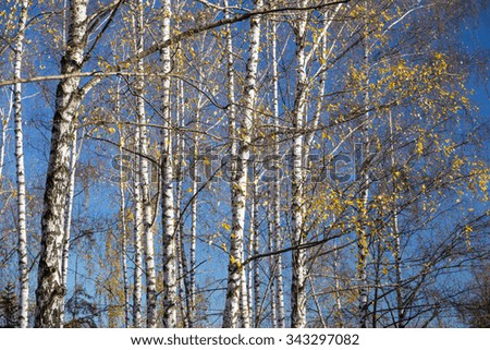 Park in autumn with birches trees. Landscape photo of autumnal nature. Image for backgrounds and wallpapers.