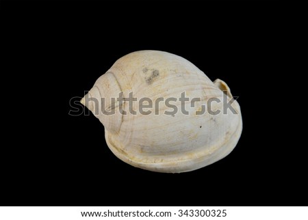 Fossilized seashells. Class: Gastropoda  Subclasses: Prosobranchia.  Neogene Period