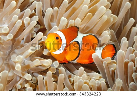 Clown Anemonefish, Amphiprion percula, swimming among the tentacles of its anemone home. Tulamben, Bali, Indonesia Royalty-Free Stock Photo #343324223