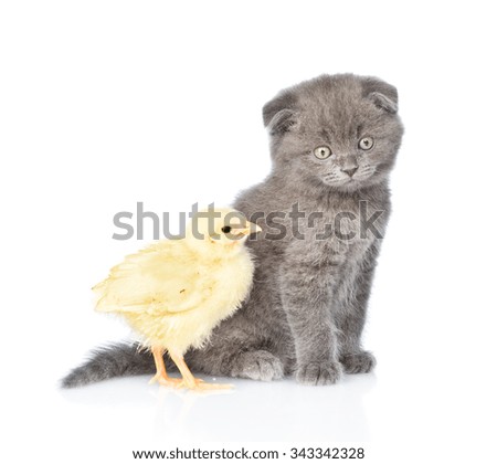 kitten and chick sitting together in a profile. isolated on white background