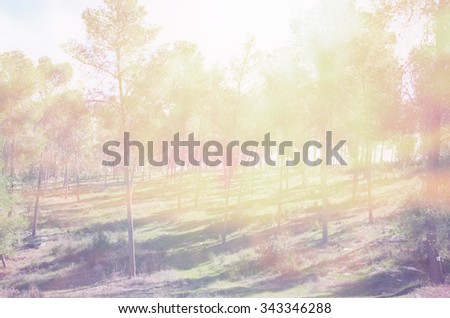 blurred abstract photo of light burst among trees and glitter bokeh lights. filtered image and textured.
