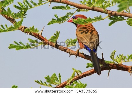Violet-eared Waxbill - Wild Bird Background from Africa - Posing Colors