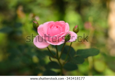 Close up Pink flower on blurred background:Selective focus with shallow depth field.