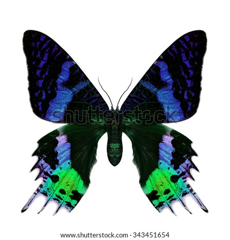 Beautiful velvet blue and green butterfly isolated on white background, the Madagascan Blue Morpho in fancy color profile