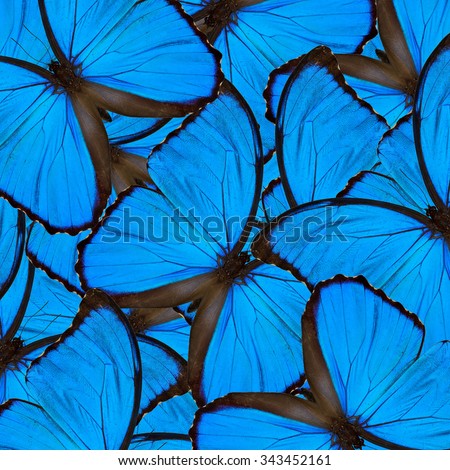 Exotic blue background with nice black lines made of velvet  Blue Morpho butterflies, the beautiful blue texture