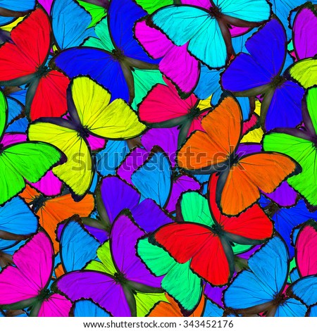 Fasinating colorful background made of Blue Morpho butterflies in the grace and exotic fancy texture