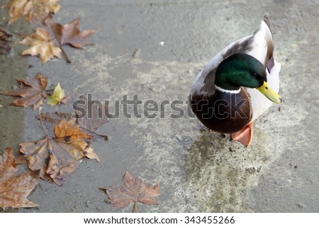 Duck near autumn leafs.