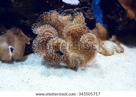 Underwater world, coral reef