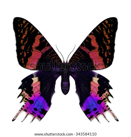 Beautiful velvet red and purple butterfly isolated on white background, the Madagascan Blue Morpho in fancy color profile