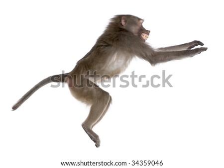 side view of a Baboon jumping  -  Simia hamadryas in front of a white background
