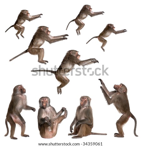 many views of Baboon in differents size and position, sitting, jumping, looking up  -  Simia hamadryas in front of a white background