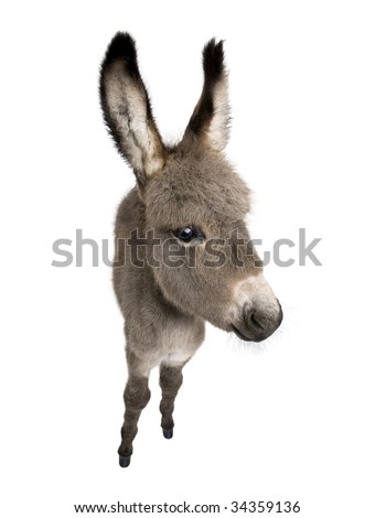 wide-angle view of a donkey foal (2 months) in front of a white background