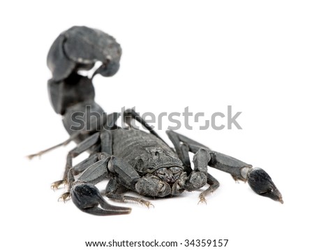 Scorpion  - Androctonus mauretanicus in front of a white background