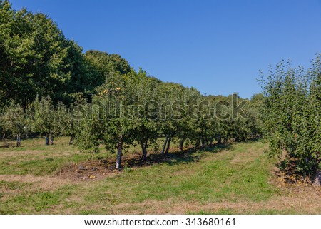 Apples on trees at the apple farm garden. Time for family to pick apples. Blue sky, bright sun, hard shadows.
