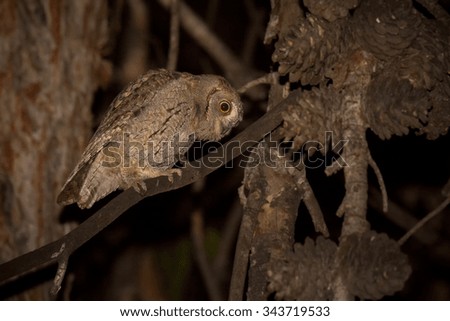 Eurasian Scops Owl (Otus scops)