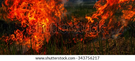 Open burning of the harvested paddy field 