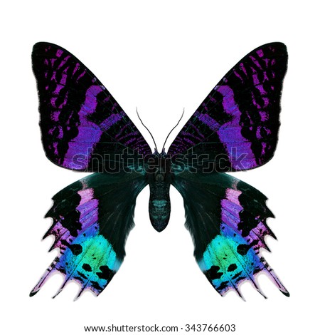 Beautiful velvet purple and green butterfly isolated on white background, the Madagascan Blue Morpho in fancy color profile