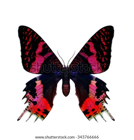 Beautiful velvet red butterfly isolated on white background