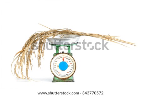 spike rice on old  scale isolated white background