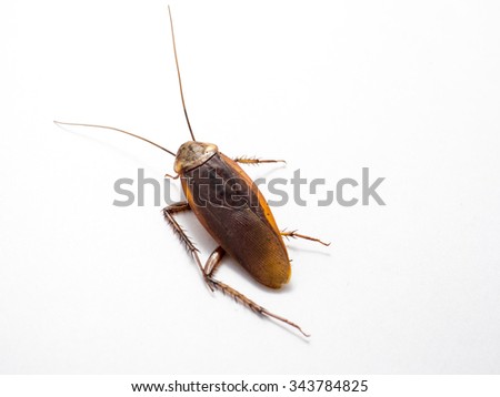 Dead cockroach on white background