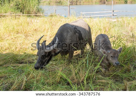 Small buffalo with his mother in the rice field