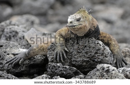 The marine iguana  on the black stiffened lava. The male of marine iguana (Amblyrhynchus cristatus) is an iguana found only on the Galapagos Islands