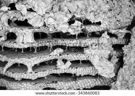 Close up image of the inside of a wasps nest with wasps