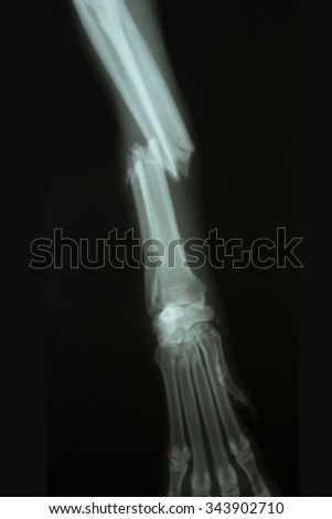 X-ray from broken foreleg (ulna and radius) of a dog. Front view