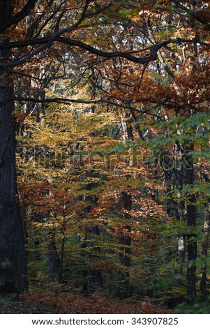 Photo of picturesque grove shade wood forest of old aged broad-crowned tall trees with lush colorful green yellow brown leaves heavy foliage on autumn timber land background, vertical picture