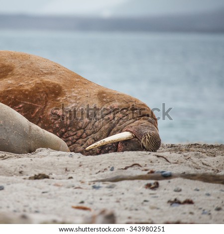 walrus in nature at Arctic
